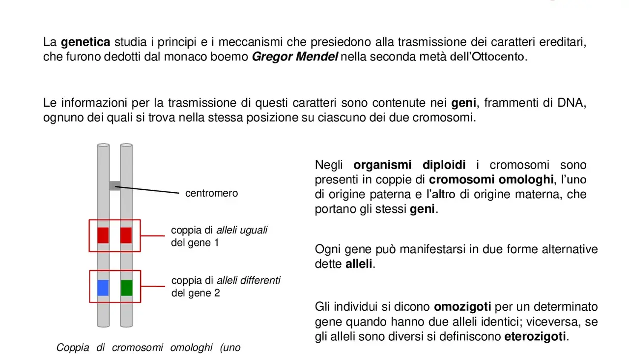 Illustrazione di cromosomi omologhi che mostrano coppie di alleli uguali e differenti per due geni. Gli alleli sono le diverse forme di un gene.