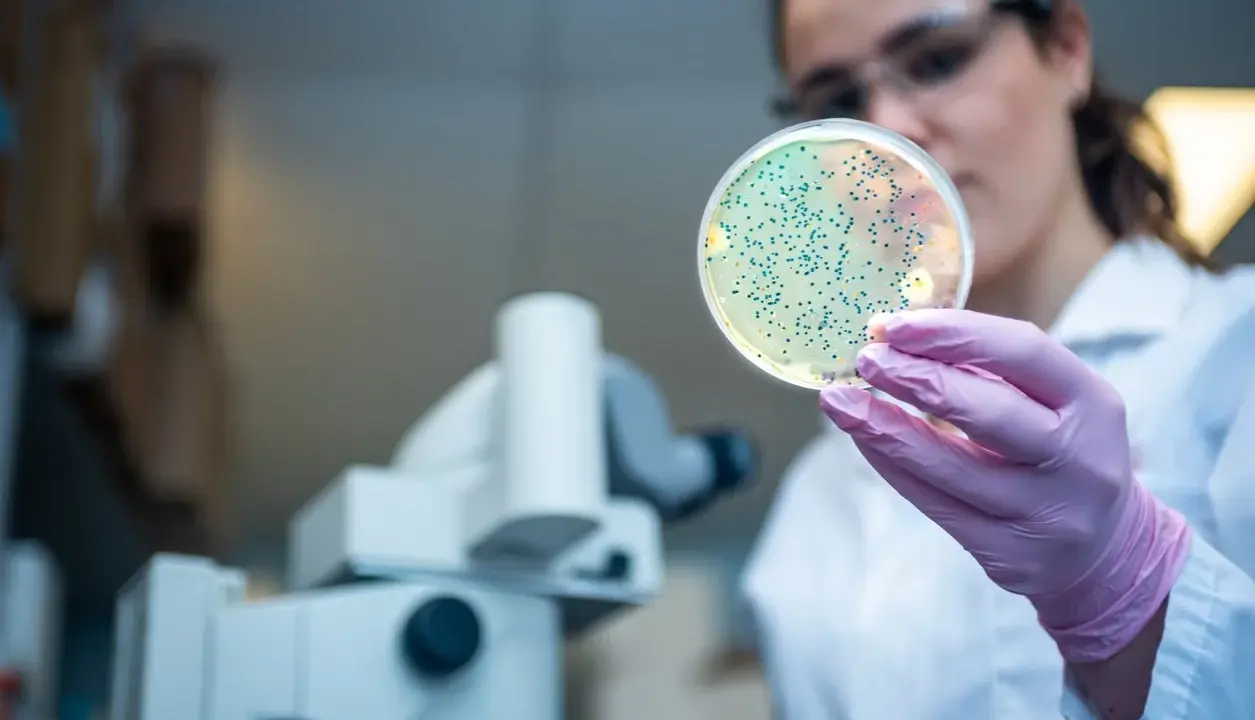 Ricerca scientifica collega alzheimer e problemi intestinali. Scienziata esamina coltura batterica in piastra Petri.