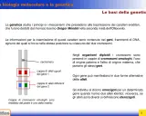 Illustrazione di cromosomi omologhi che mostrano coppie di alleli uguali e differenti per due geni. Gli alleli sono le diverse forme di un gene.