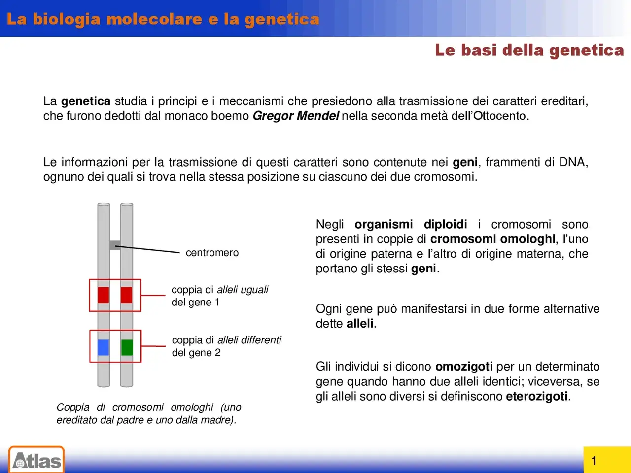Illustrazione di cromosomi omologhi che mostrano coppie di alleli uguali e differenti per due geni. Gli alleli sono le diverse forme di un gene.