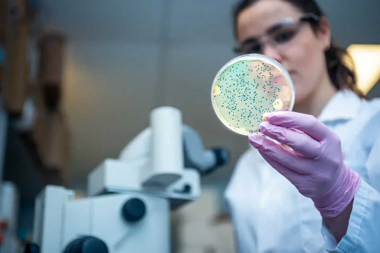 Ricerca scientifica collega alzheimer e problemi intestinali. Scienziata esamina coltura batterica in piastra Petri.