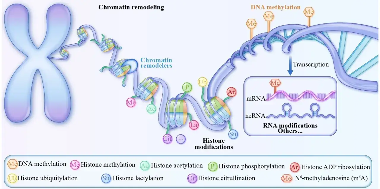 Modifiche alla cromatina e al DNA, come la metilazione, influenzano l'espressione genica. Questo illustra l'epigenetica significato.