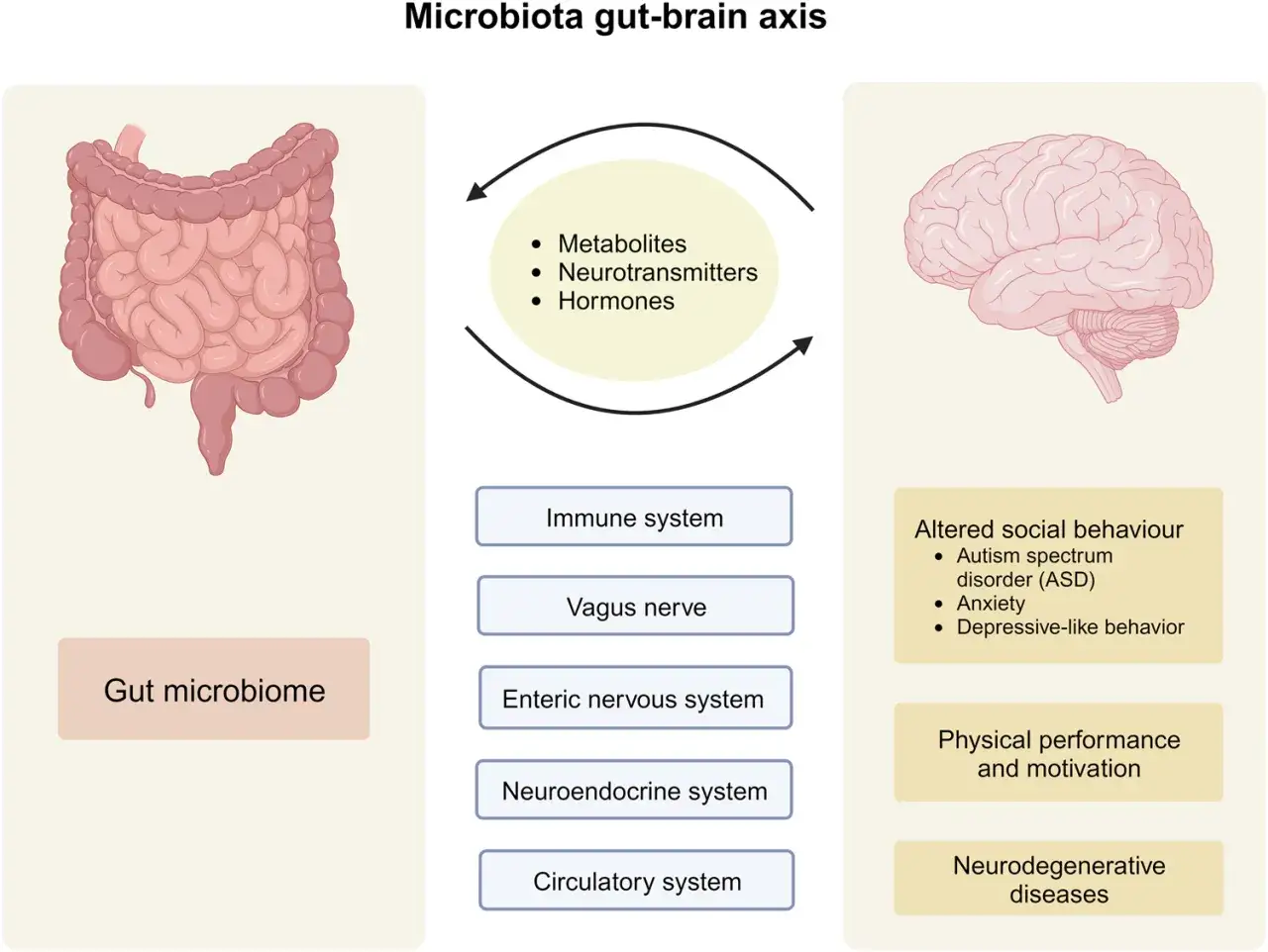 Illustration of the gut-brain axis, showing intestines, brain, and connecting systems.