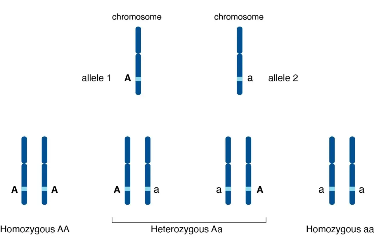 Illustrazione di alleli: cromosomi con varianti geniche (A, a) che determinano genotipi omozigoti (AA, aa) o eterozigoti (Aa).