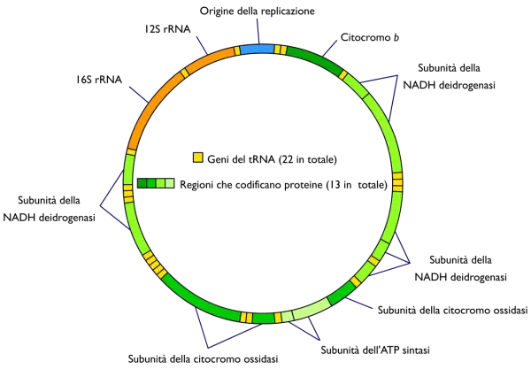 Schema circolare che illustra dove si trova il DNA mitocondriale, con geni per tRNA (giallo) e proteine (verde).