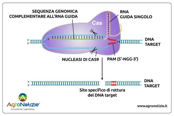 Le forbici molecolari Cas9 tagliano il DNA target guidate da un RNA, creando una rottura specifica.
