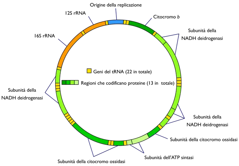 Schema circolare che illustra dove si trova il DNA mitocondriale, con geni per tRNA (giallo) e proteine (verde).