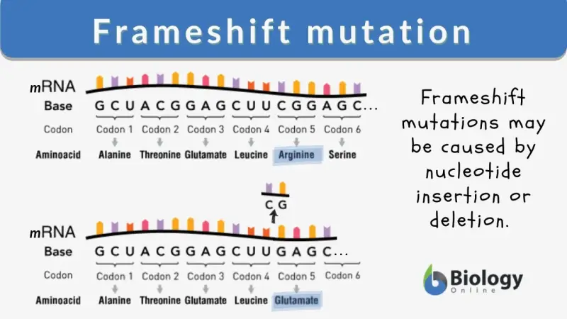 Mutazione frameshift: inserzione di CG altera la sequenza aminoacidica da Arginina a Glutammato.